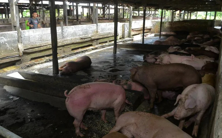 Riau Tutup Jalur Distribusi Ternak dari Batam, Ini Alasannya