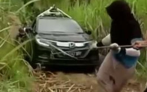 Waduh, Mobil Ikuti Arah Google Maps Malah Nyasar di Kebun Tebu