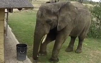 Viral Aksi Seekor Gajah Bersihkan Sampah yang Berceceran