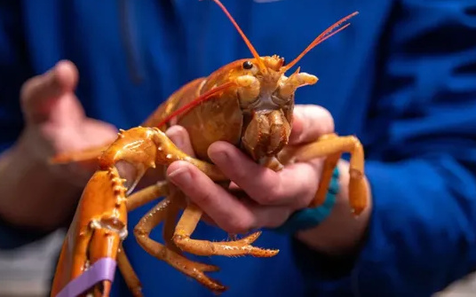 Nelayan AS Menangkap Lobster Langka, Begini Penampakannya