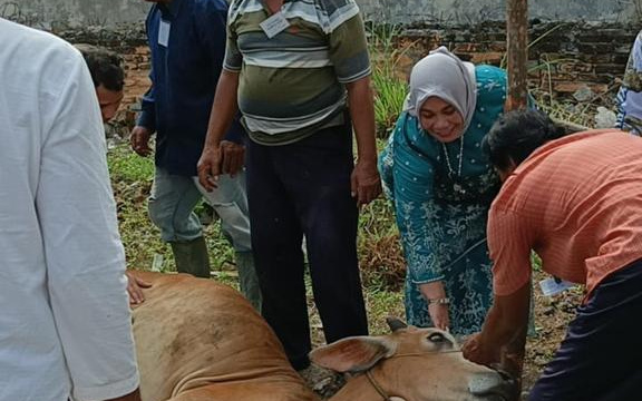 Hj Yanti Komala Sari Salurkan Hewan Kurban di Beberapa Masjid Dumai